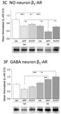 Western Blot: beta-1 Adrenergic R/ADRB1 Antibody [NB600-978]